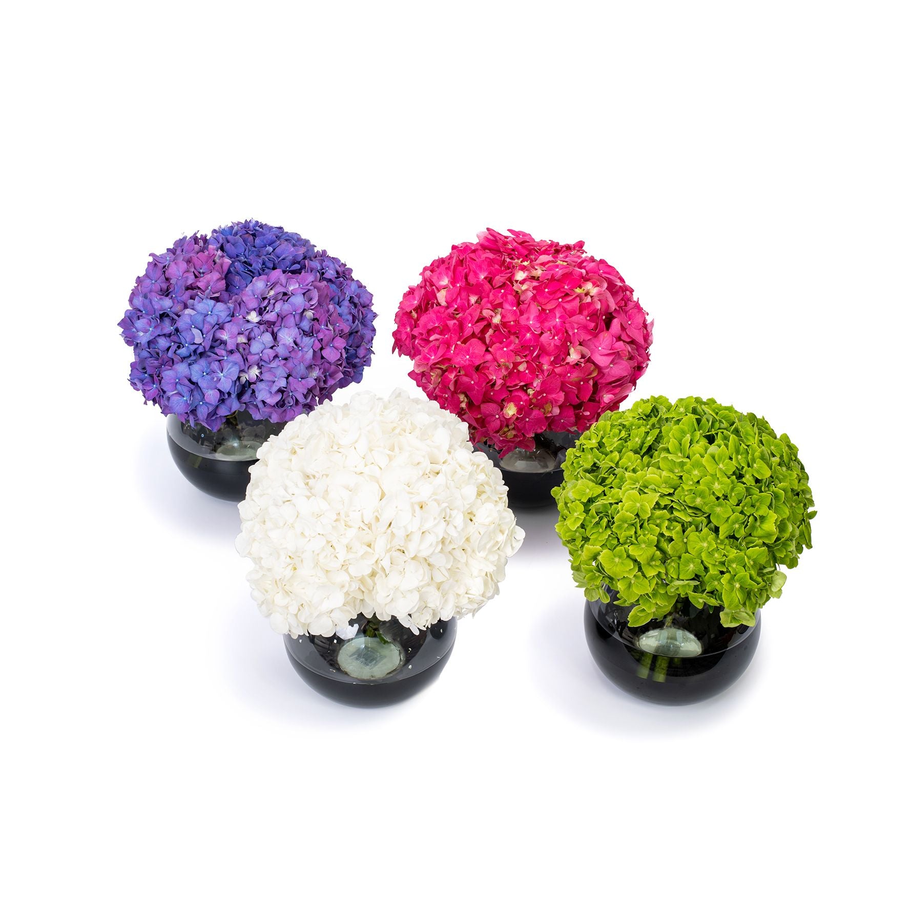 绣球花 - 4 周新发订购计划