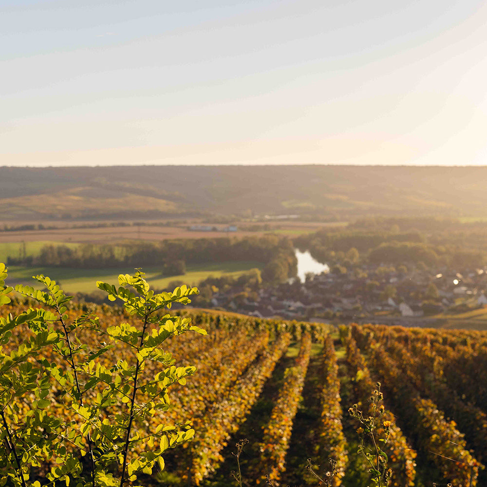 路易王妃香槟晚宴