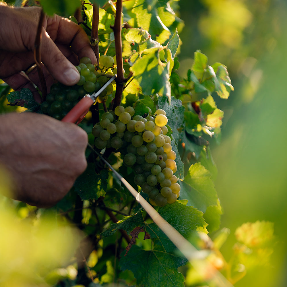 路易王妃香槟晚宴