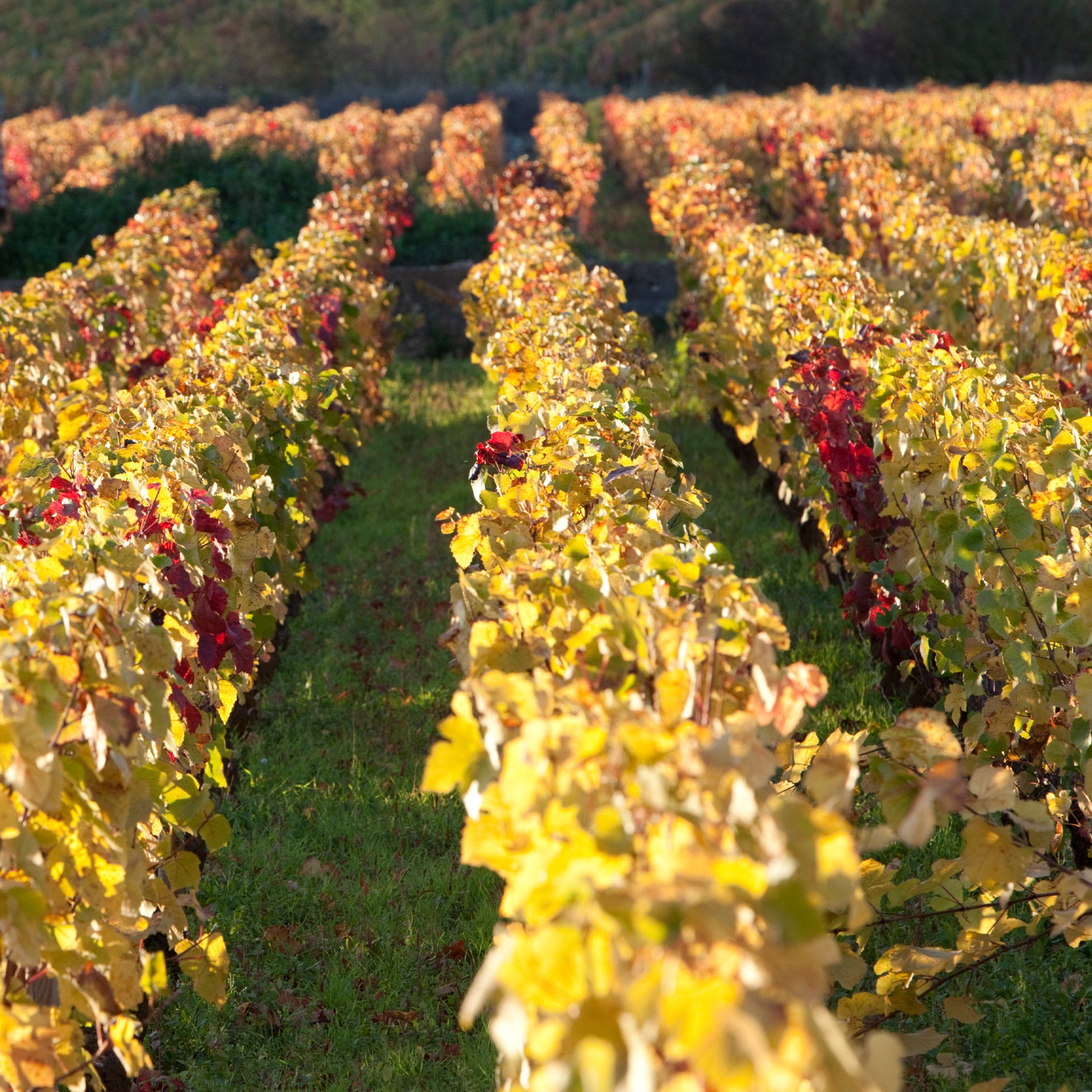 Grand Cru Wine Dinner: 200 Years of Domaine Faiveley, Burgundy, France