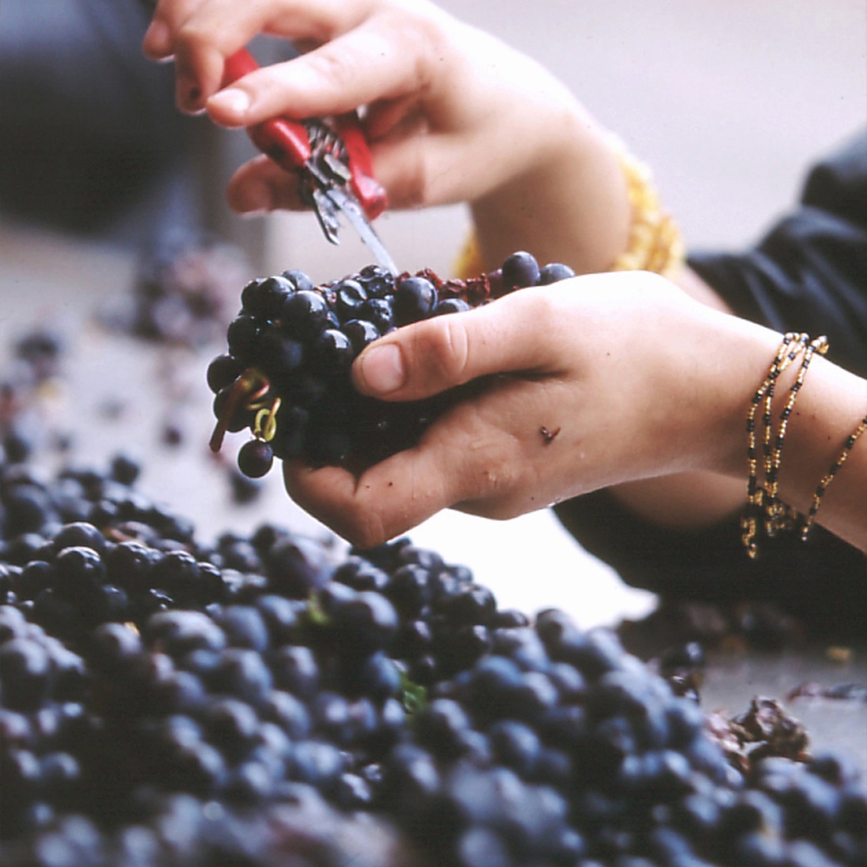 Grand Cru Wine Dinner: 200 Years of Domaine Faiveley, Burgundy, France